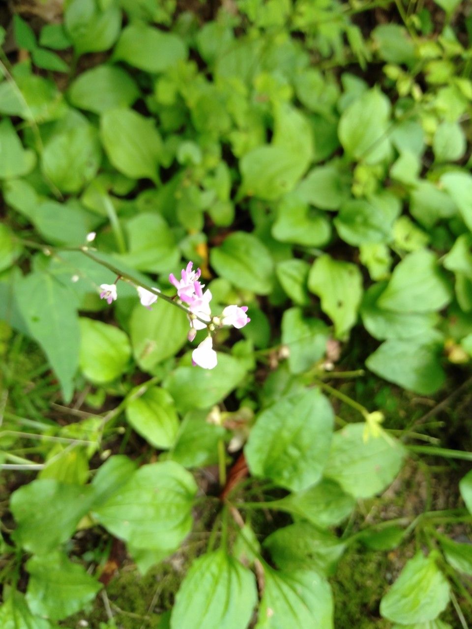 Hylodesmum podocarpum flower