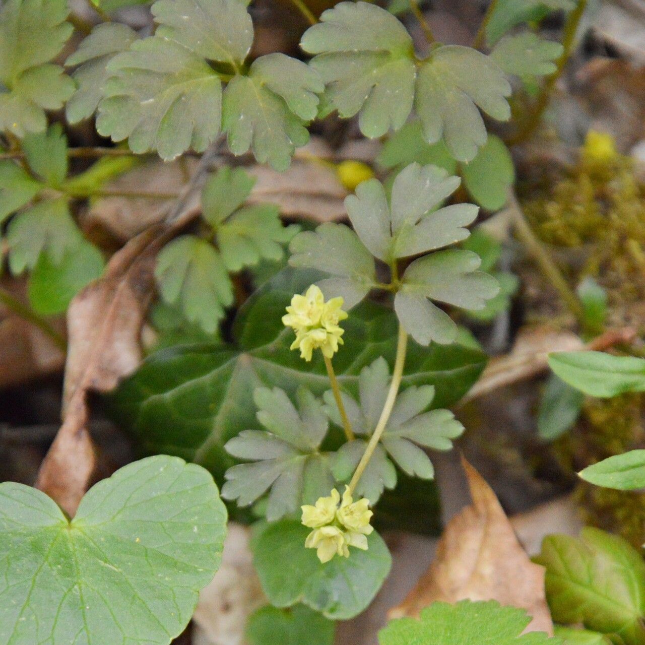 Adoxa moschatellina flower