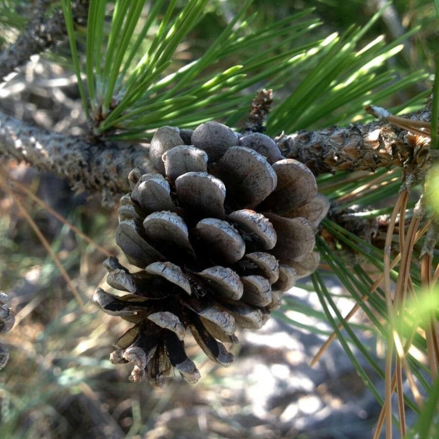 Pinus rigida fruit