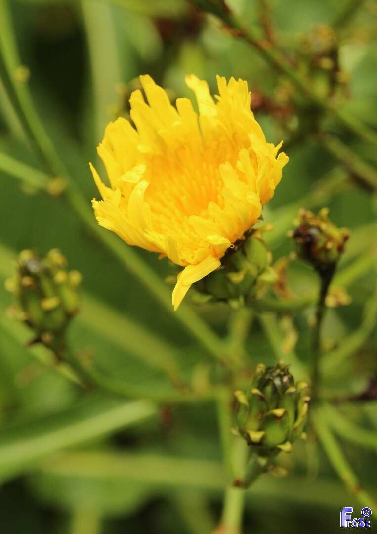 Sonchus fruticosus flower