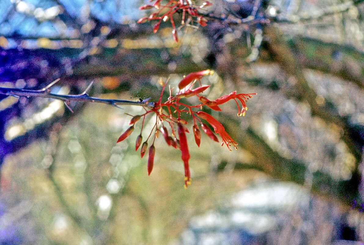 Fouquieria macdougalii flower