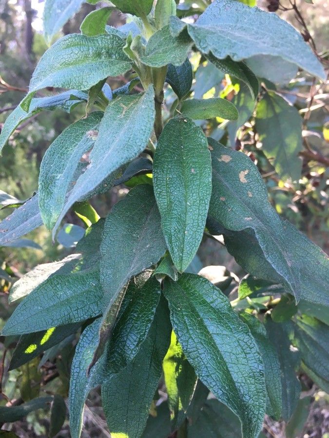 Cistus symphytifolius — search result for 'Cistus'