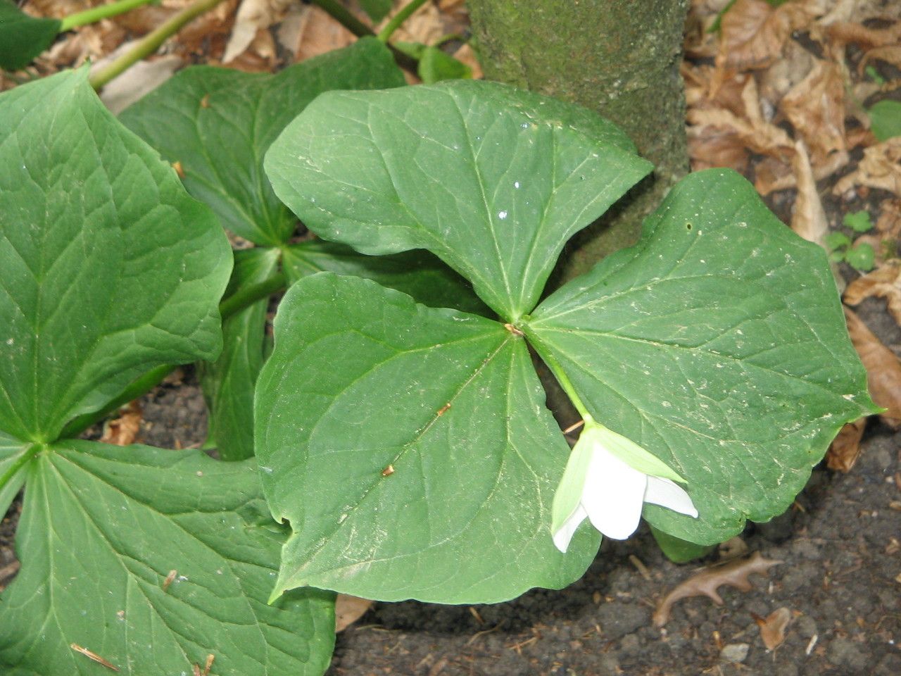 Trillium flexipes habit