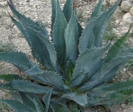Agave mapisaga — houseplant care guide