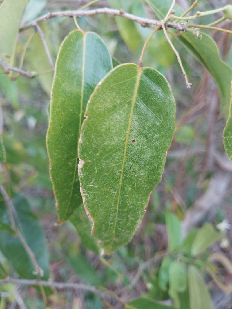 Baphia capparidifolia — houseplant care guide