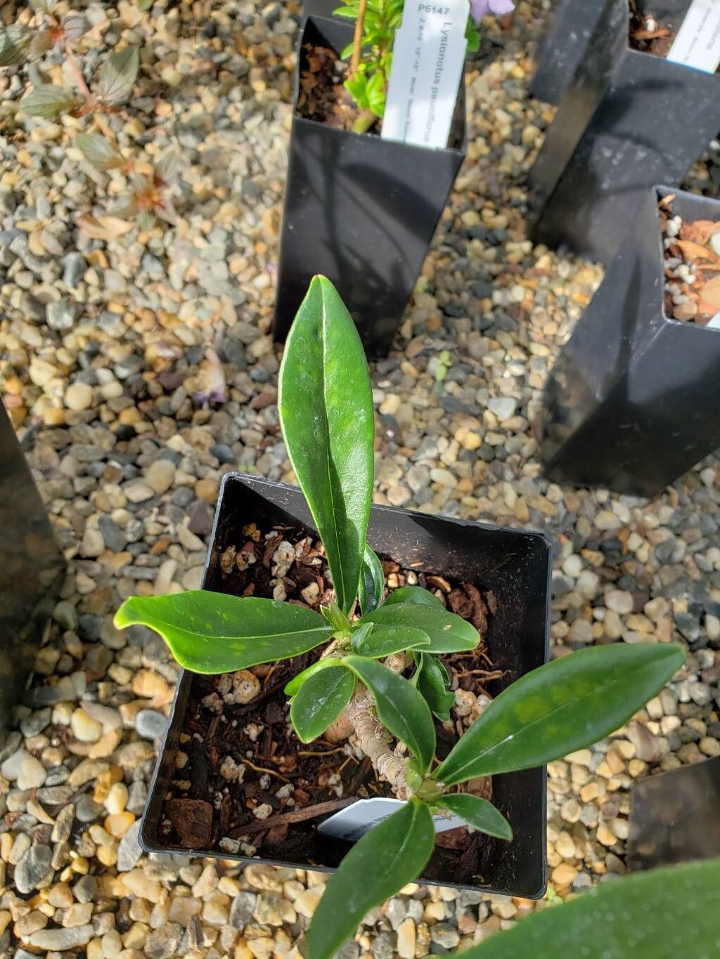 Daphne wolongensis — search result for 'Daphne'