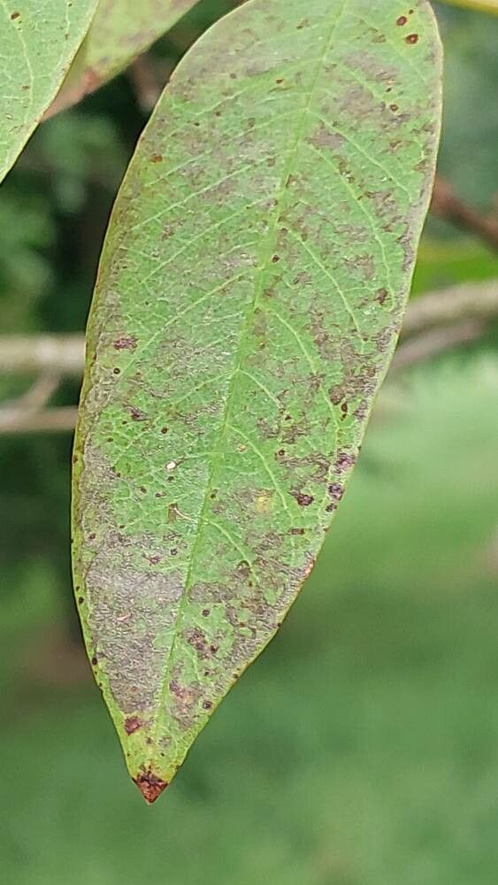 Cladrastis sinensis leaf