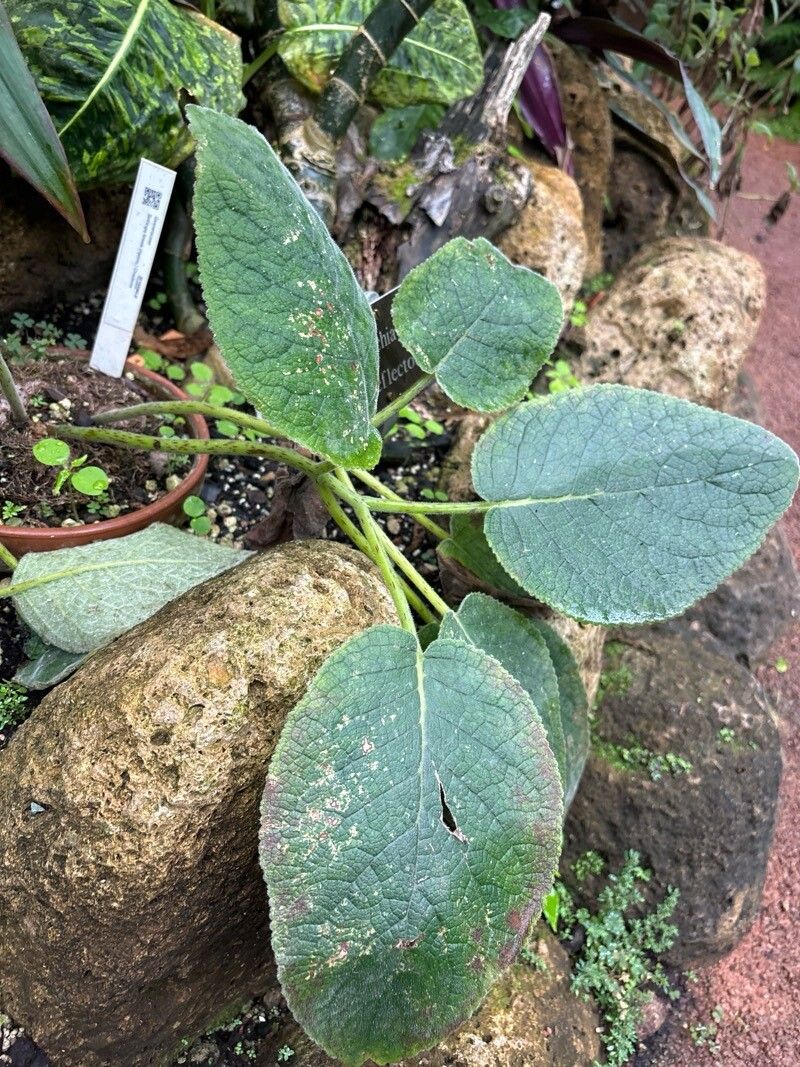 Sinningia reitzii — search result for 'Sinningia'