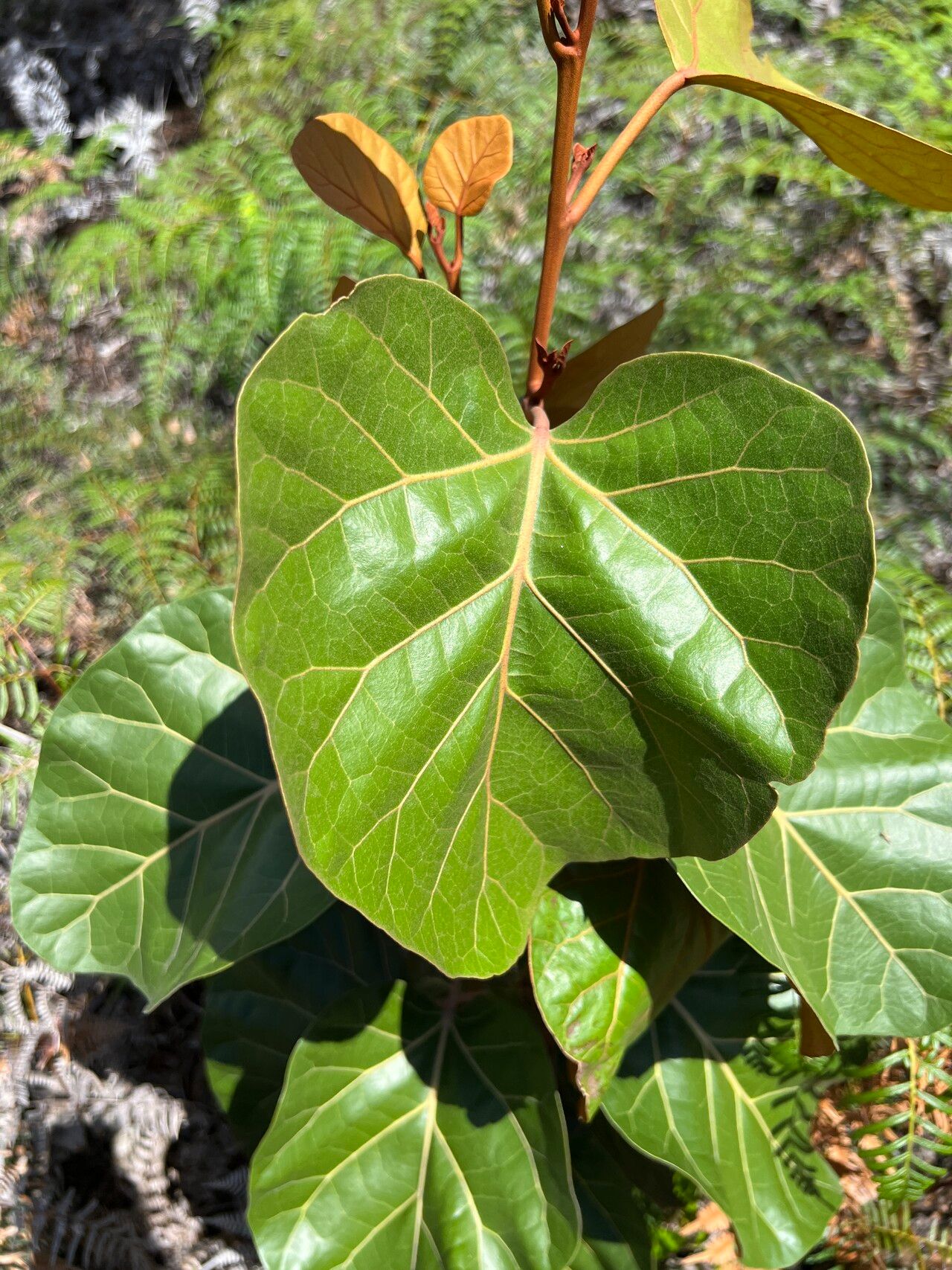 Maxwellia lepidota leaf