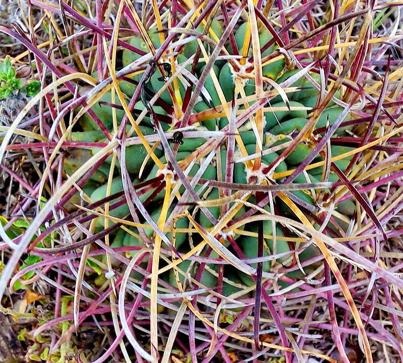 Ferocactus uncinatus leaf