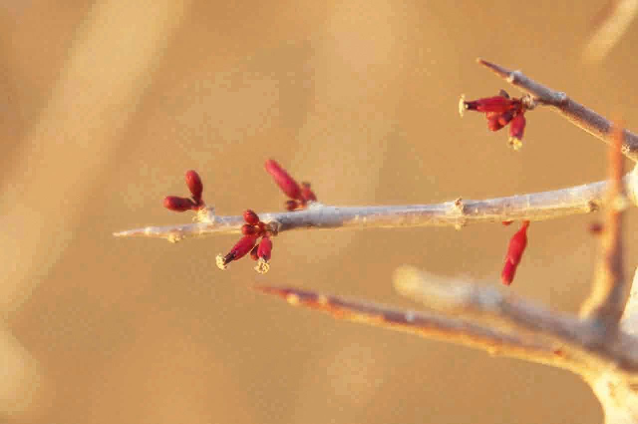 Commiphora africana flower