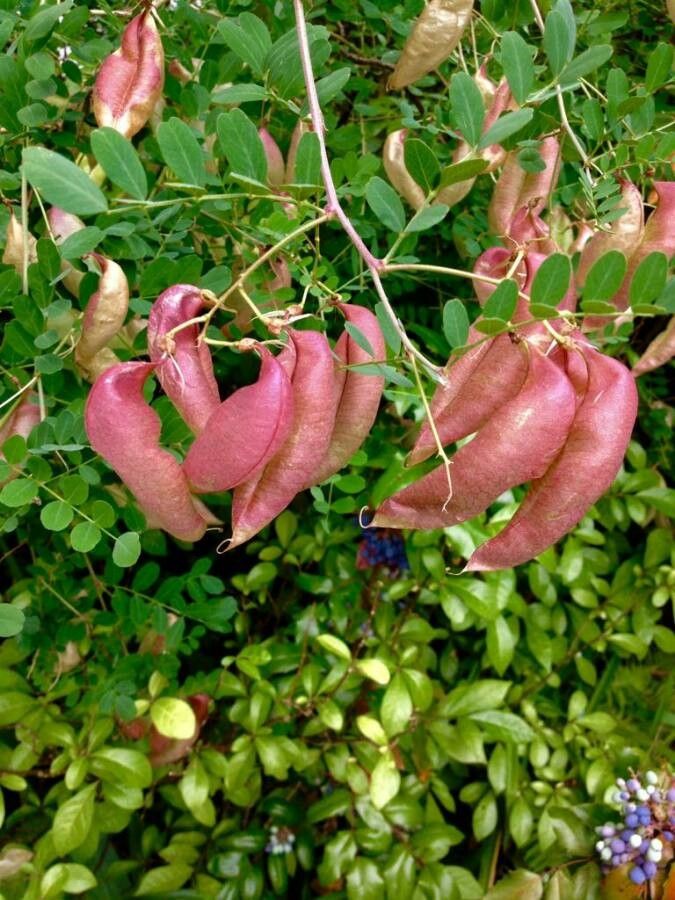 Colutea arborescens fruit