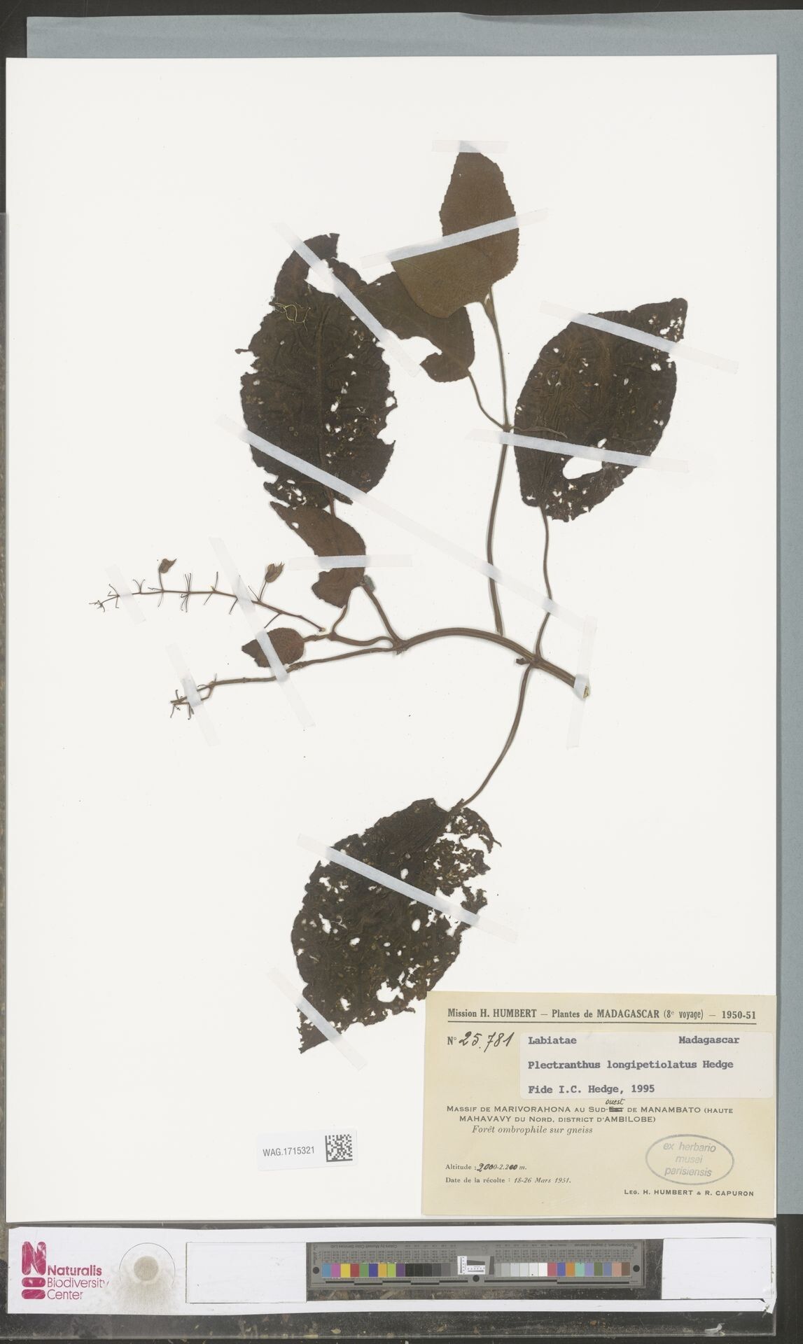 Plectranthus longipetiolatus — search result for 'Plectranthus'