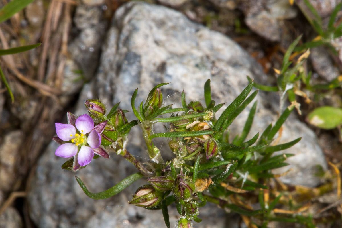 Spergula rubra flower