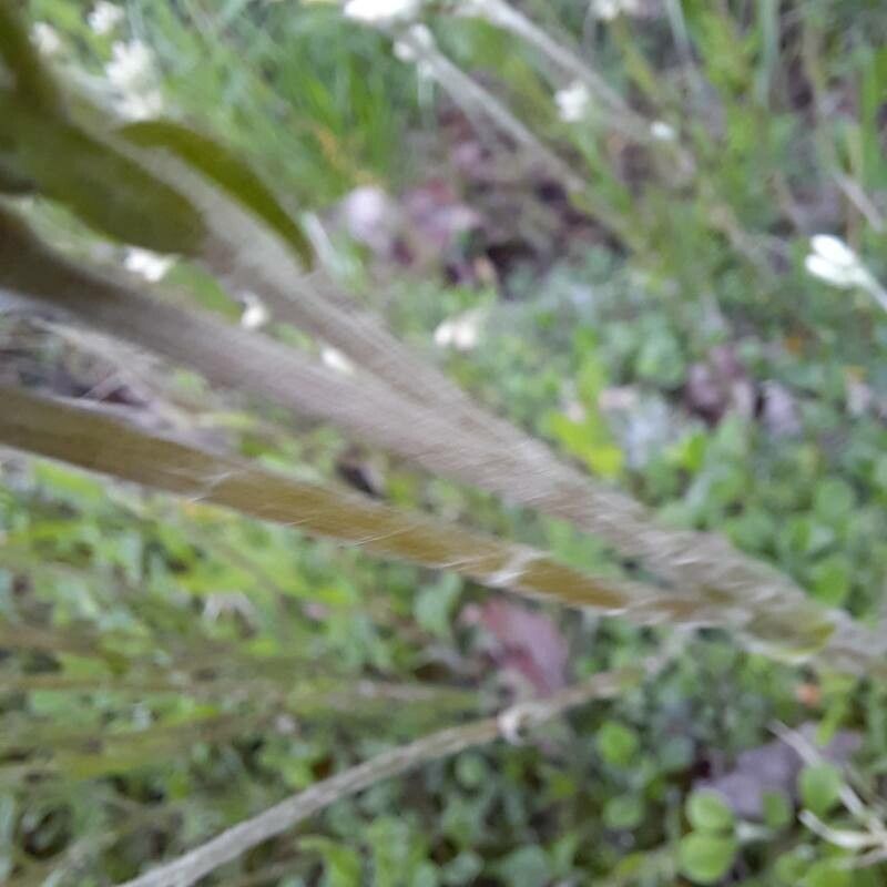 Antennaria howellii bark