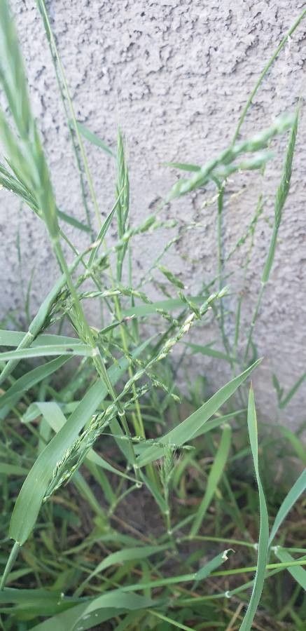 Ehrharta erecta fruit