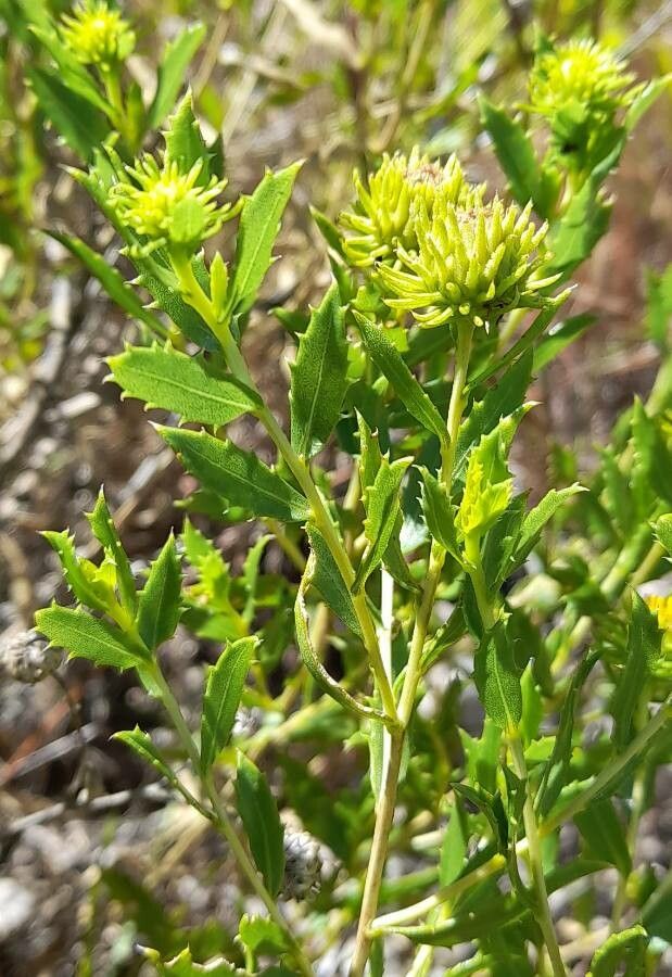 Grindelia brachystephana other