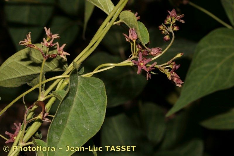 Vincetoxicum funebre flower