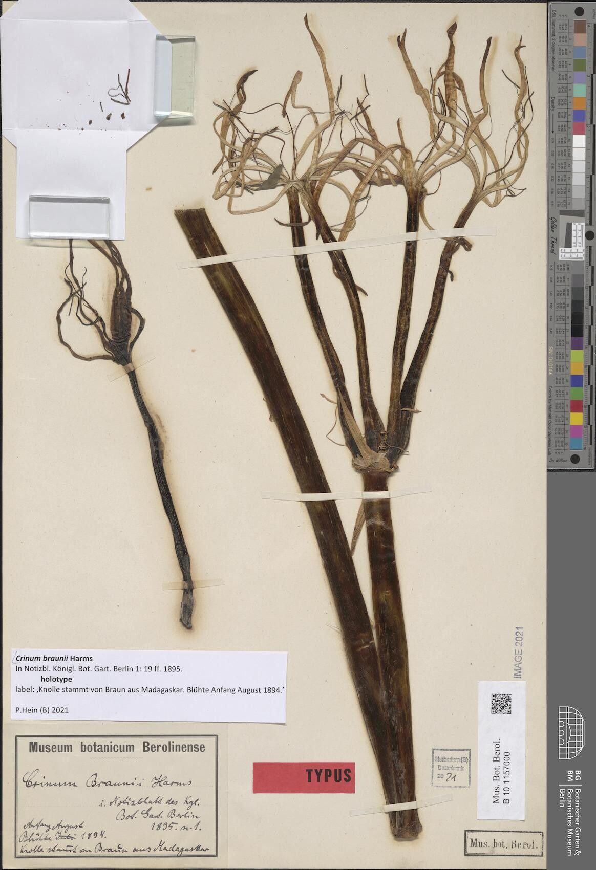 Crinum braunii — search result for 'Crinum'