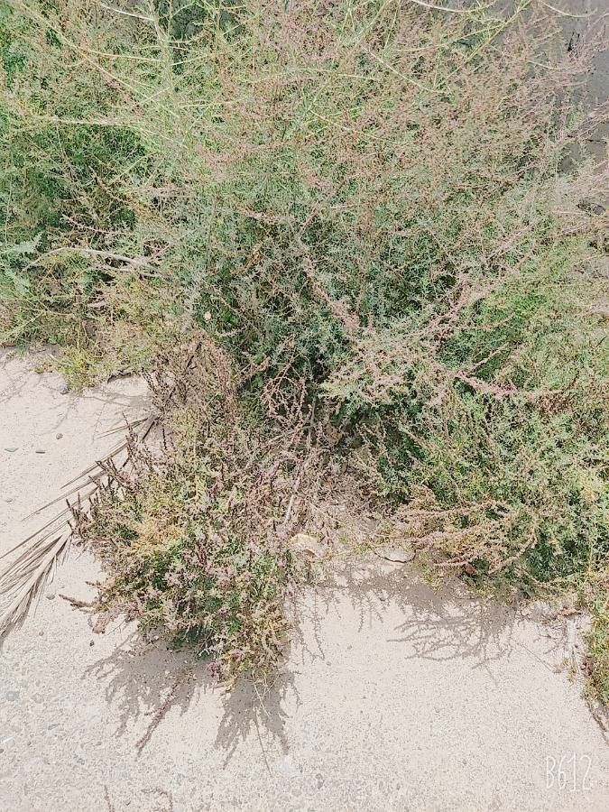Suaeda aegyptiaca