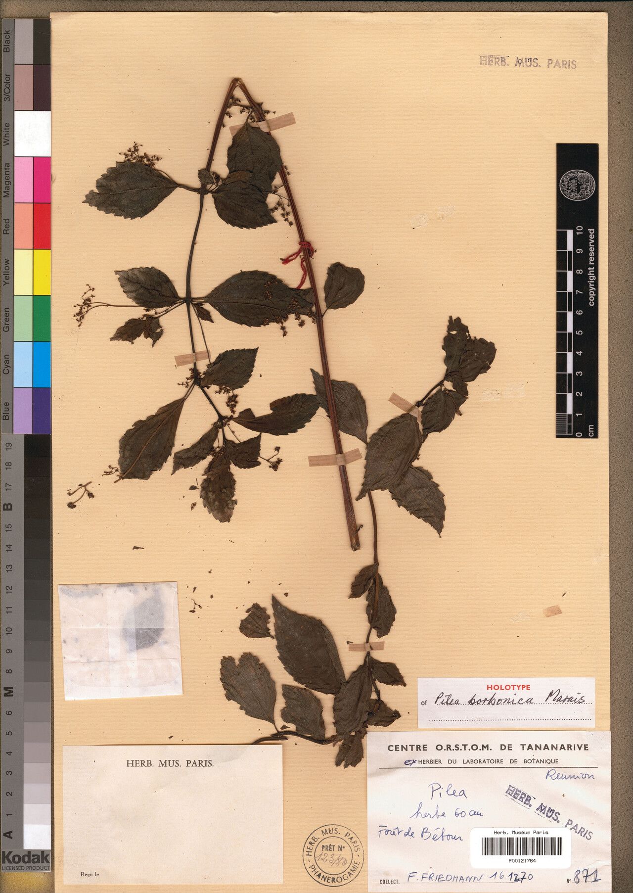 Pilea borbonica — search result for 'Pilea'