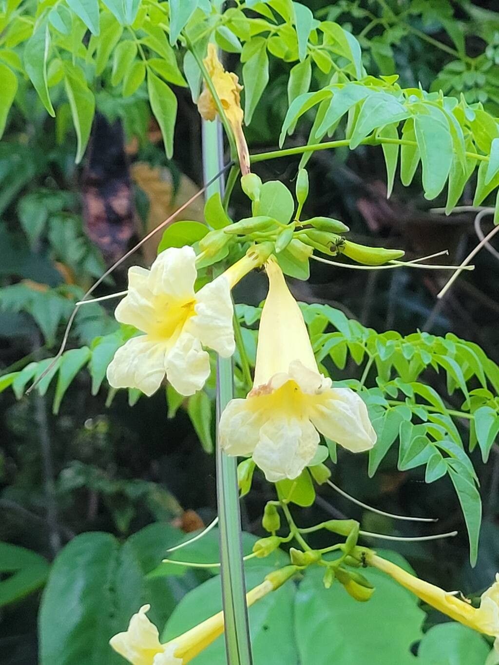 Pleonotoma jasminifolia flower