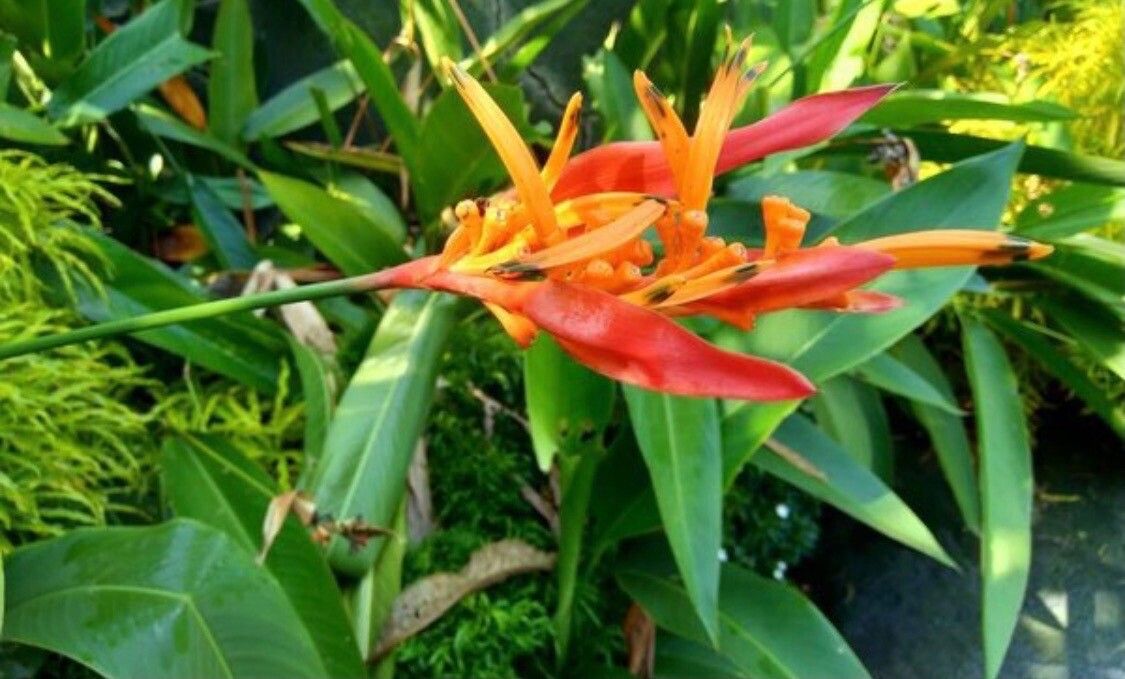 Heliconia densiflora — search result for 'Heliconia'