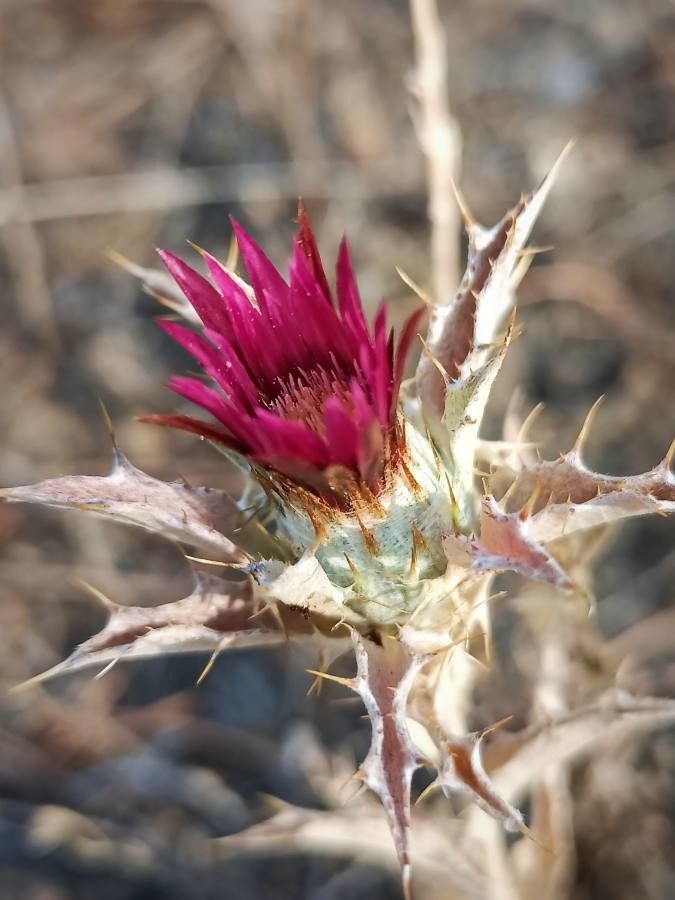 Carlina lanata flower