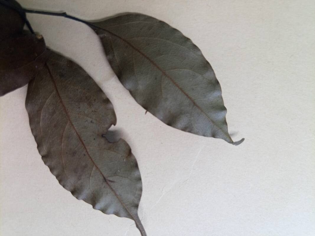 Ocotea leptobotra other