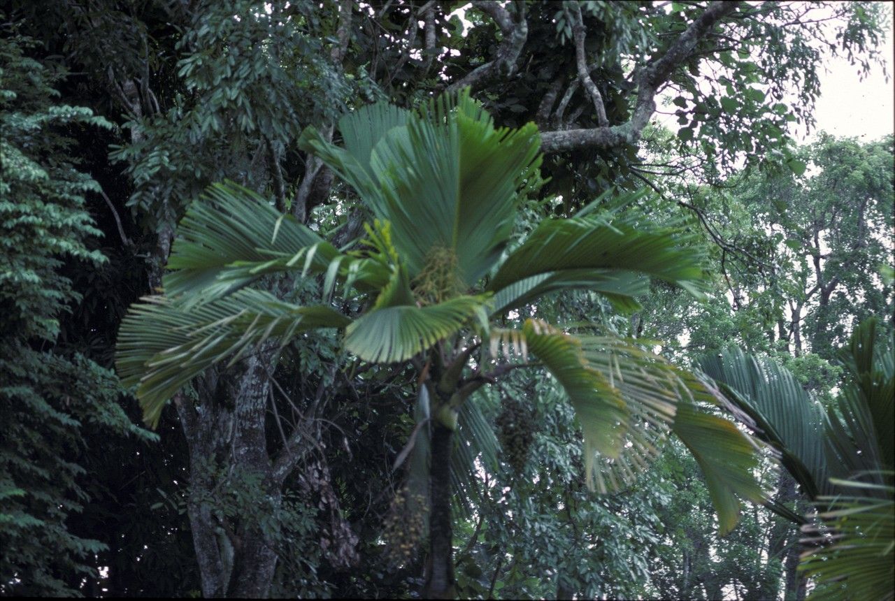 Verschaffeltia splendida flower