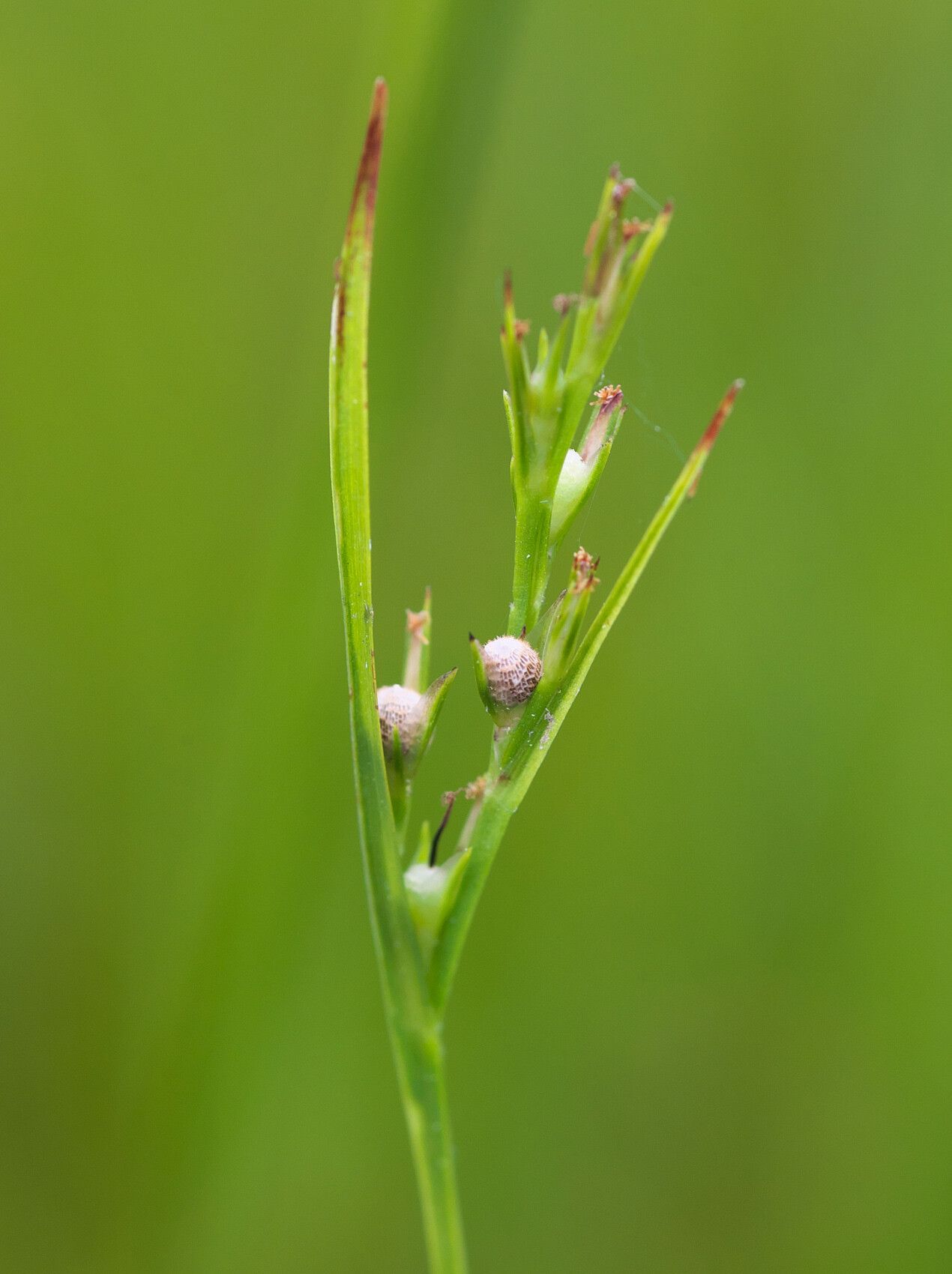 Scleria parvula fruit