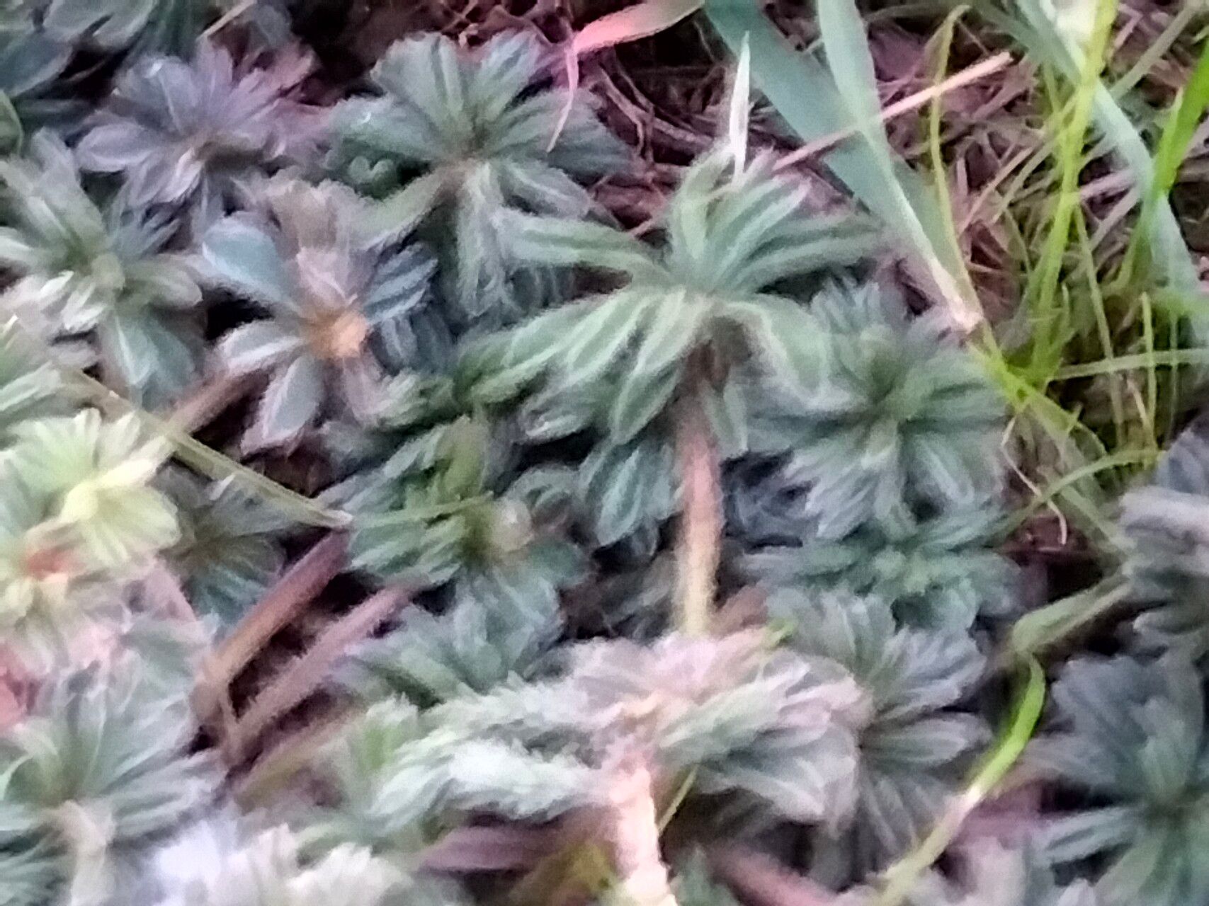 Oxalis tomentosa — houseplant care guide