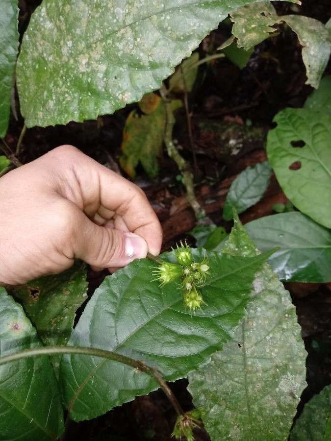 Pavonia peruviana fruit