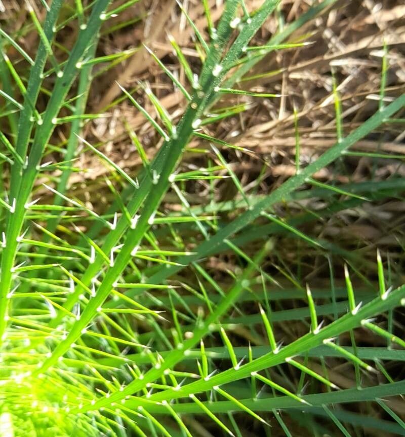 Eryngium pristis leaf