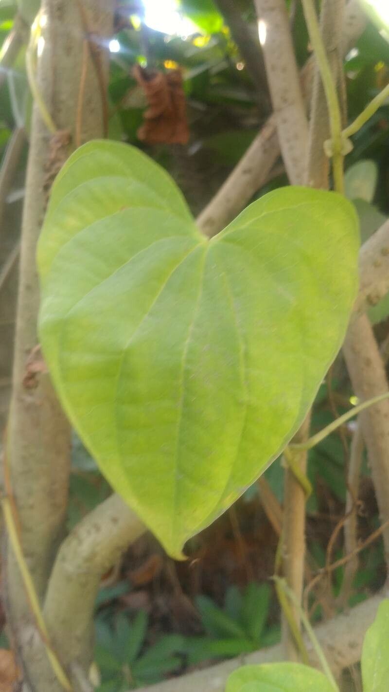 Dioscorea polygonoides — search result for 'Dioscorea'