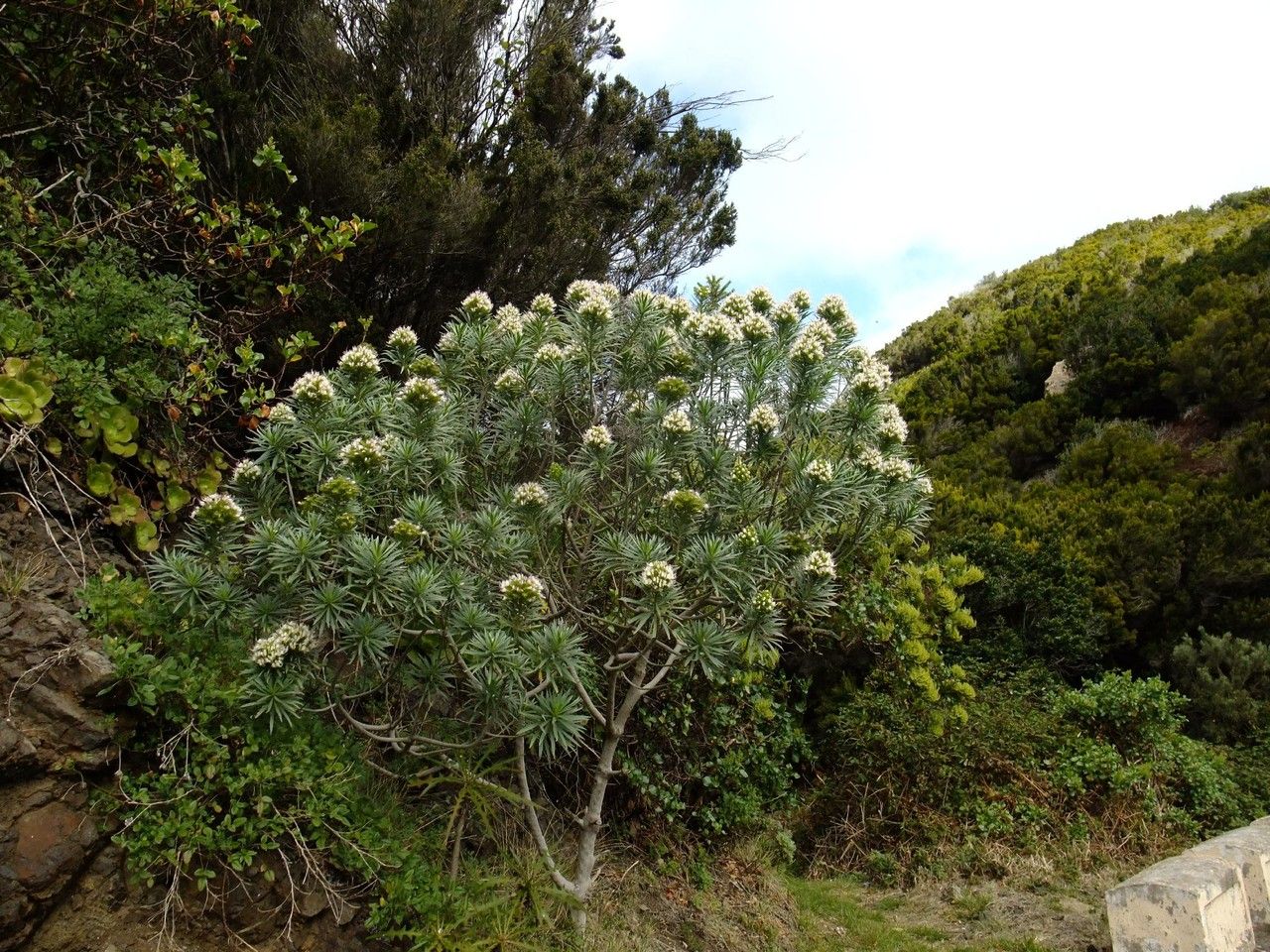 Echium giganteum habit