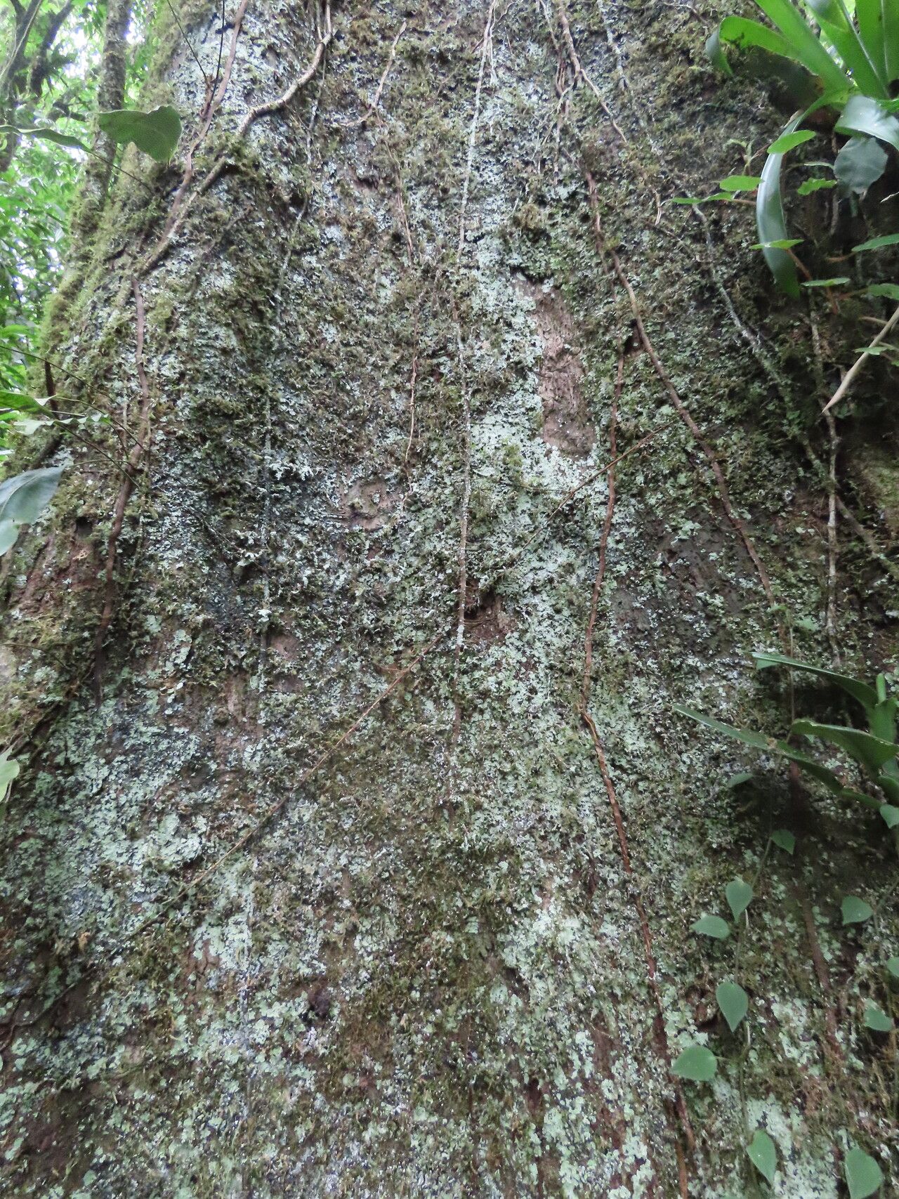 Coccoloba tuerckheimii bark
