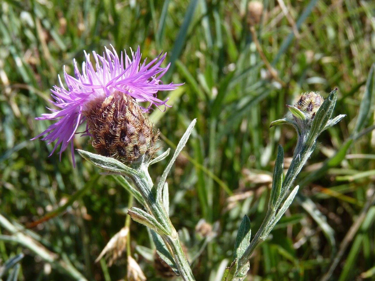 Centaurea decipiens flower