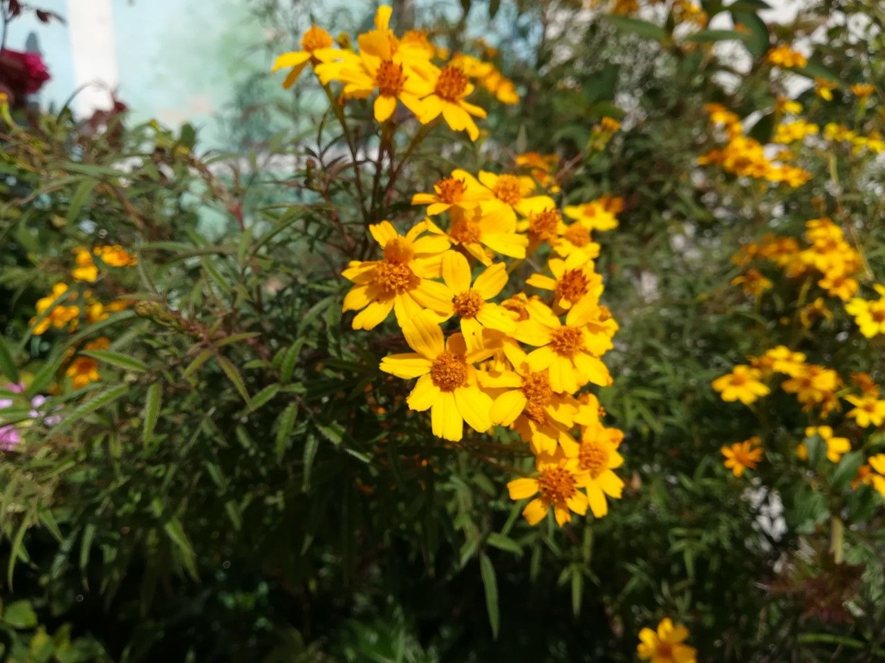 Tagetes lemmonii flower