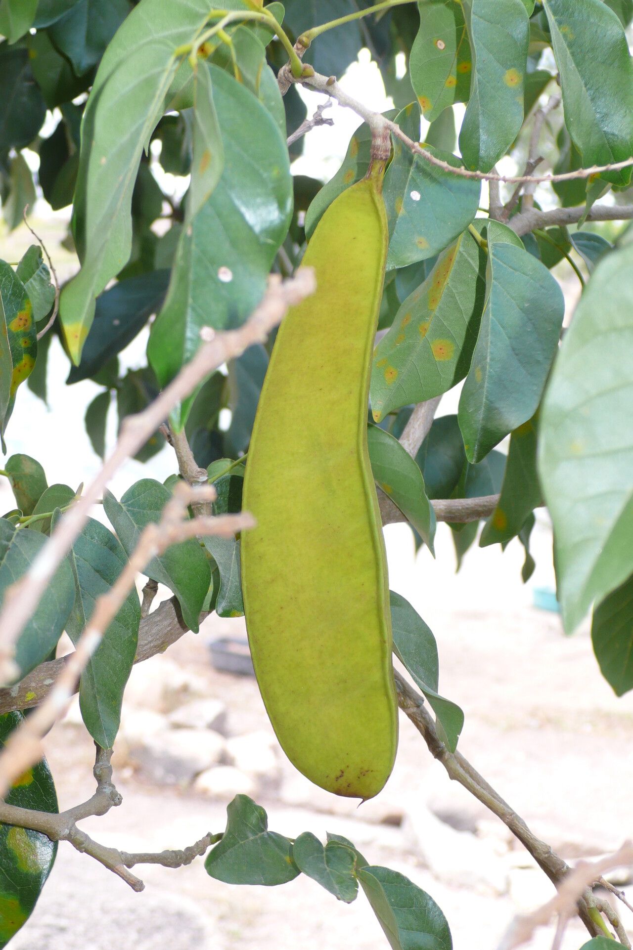 Poecilanthe ulei fruit