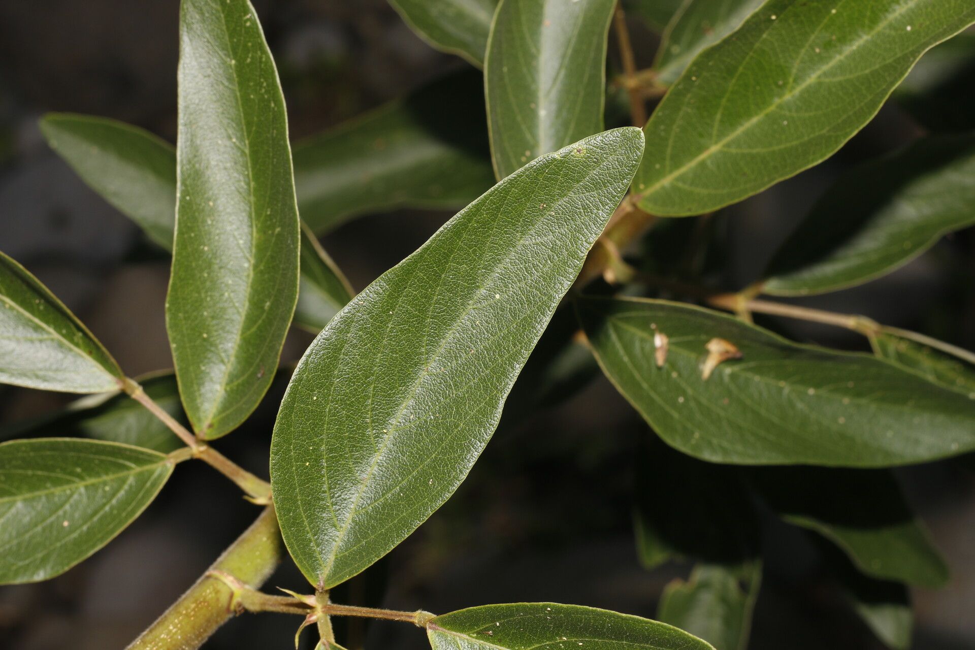 Desmodium cajanifolium — search result for 'Desmodium'