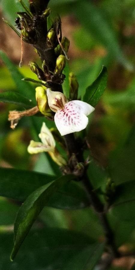 Justicia gendarussa flower