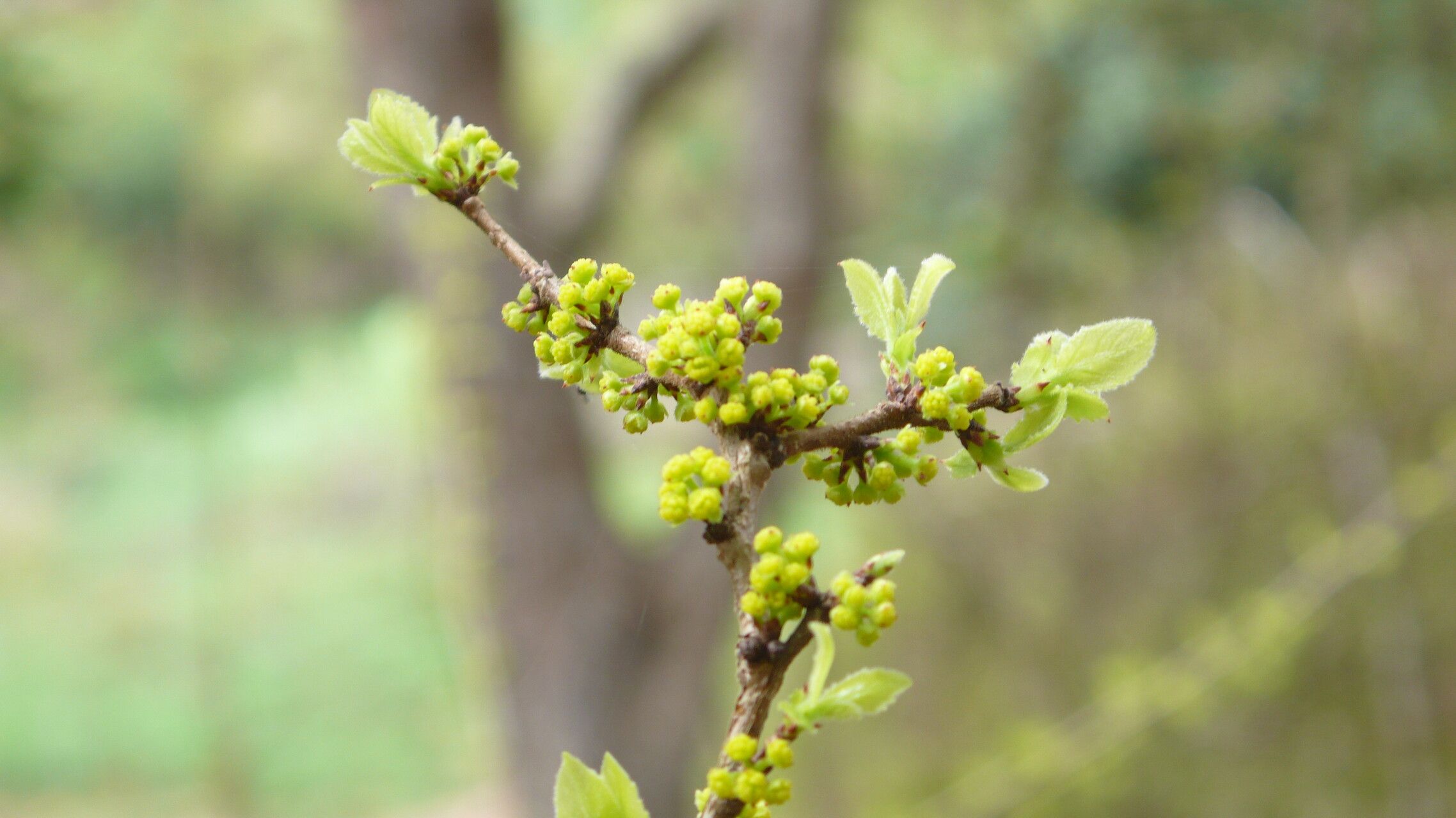 Xylosma ciliatifolium flower