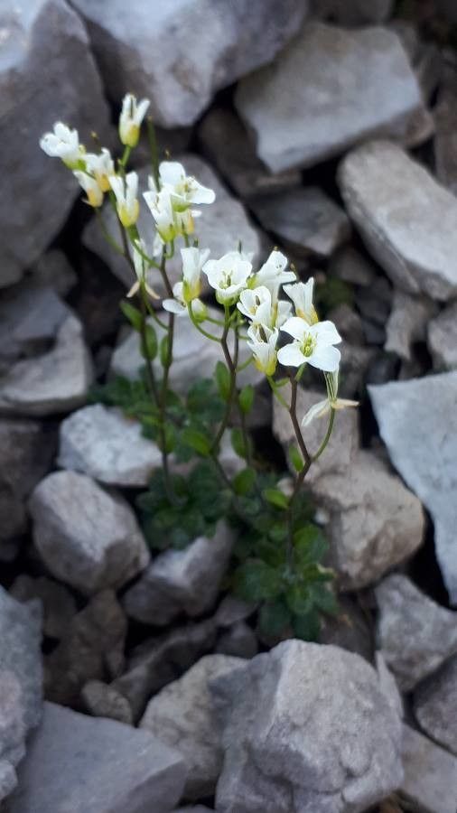 Arabis pumila flower