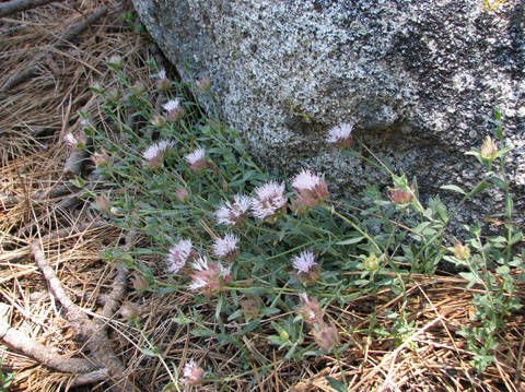 Monardella australis habit