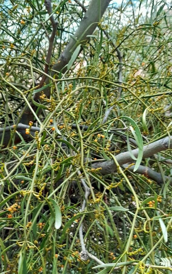 Phoradendron liga — houseplant care guide