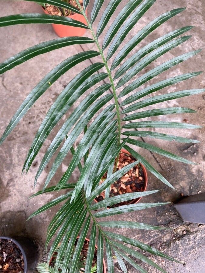 Cycas clivicola leaf
