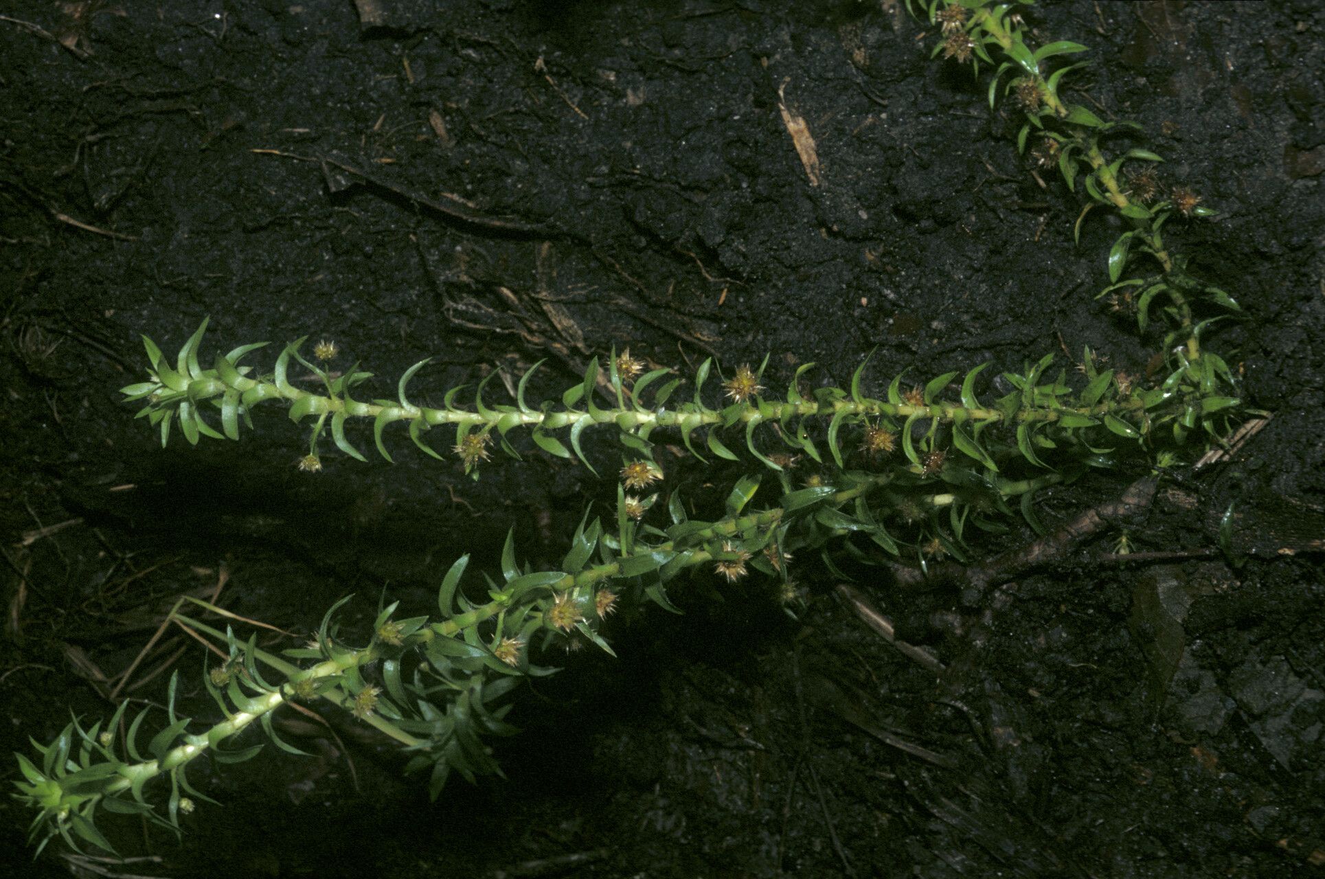 Paepalanthus fluviatilis habit