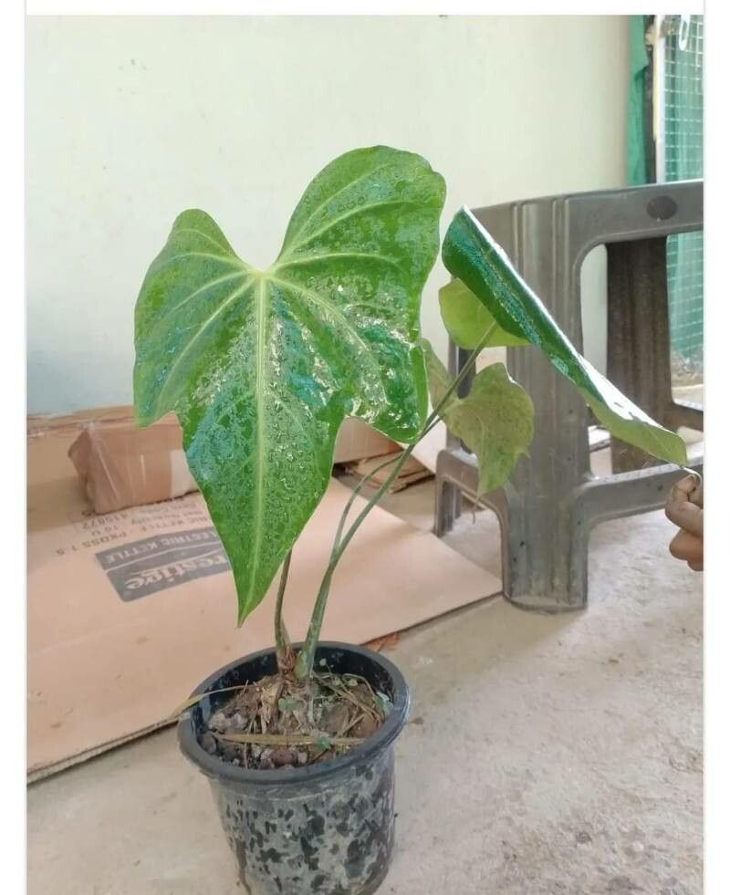 Anthurium × macrolobium — houseplant care guide