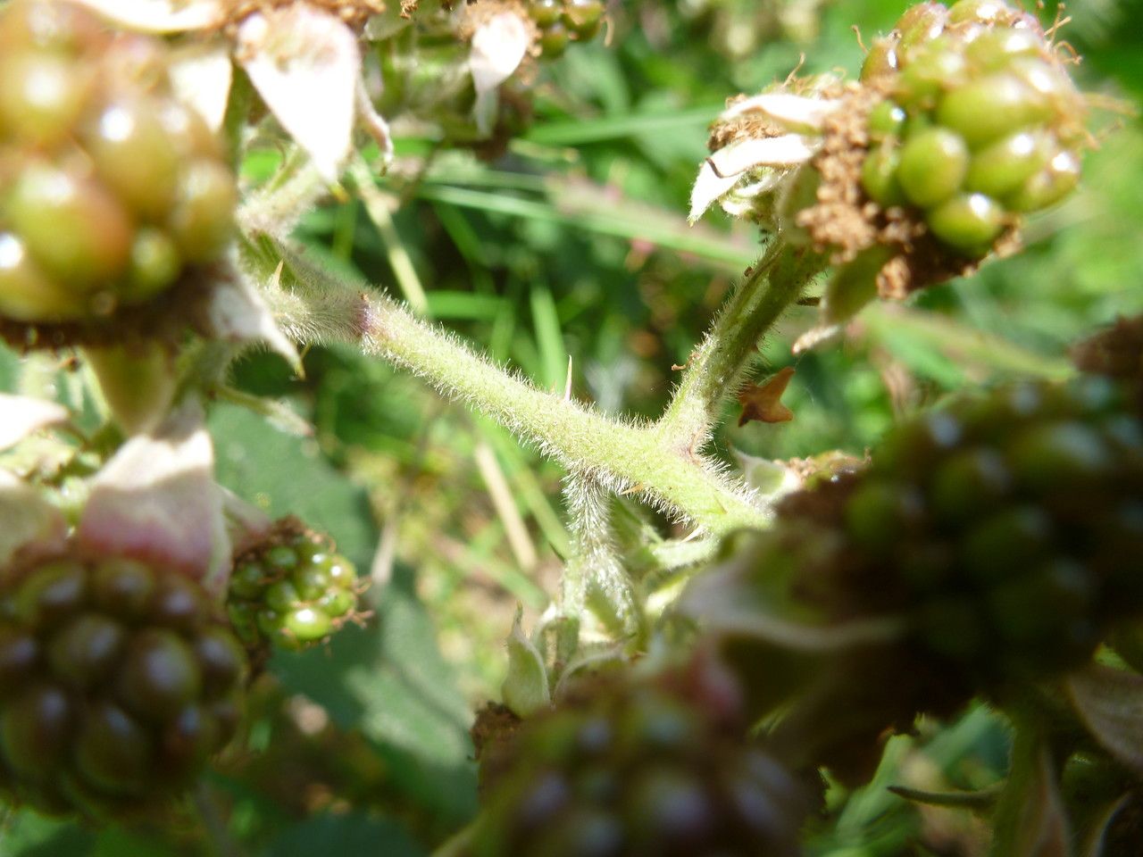 Rubus guestphalicus flower